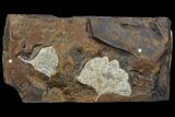 Fossil Ginkgo Leaves From North Dakota - Paleocene #95355-1